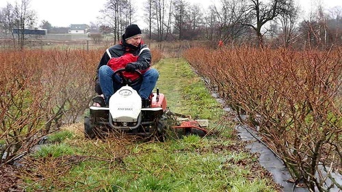 Borówka amerykańska - czym sprawnie i szybko odchwaszczać młodą plantację